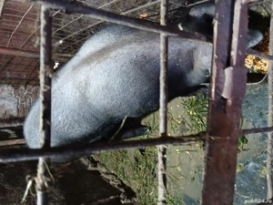 Vând porc  - imagine 2