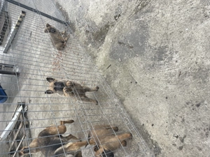 Vând pui ciobănesc belgian ( malinois ) - imagine 2 Vând pui ciobănesc belgian ( malinois ) - imagine 2