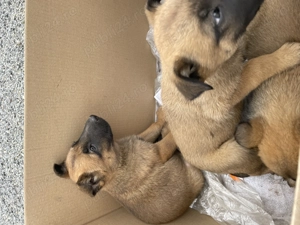 Vând pui ciobănesc belgian ( malinois )