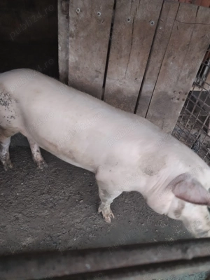 Vand 1 porc  - imagine 3 Vand 1 porc  - imagine 3