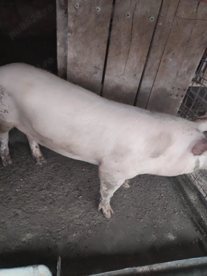Vand 1 porc  - imagine 2 Vand 1 porc  - imagine 2
