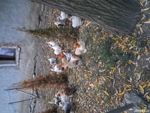 Cochinchina pitic - imagine 2 Cochinchina pitic - imagine 2