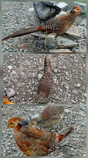 Vand Fazani, Gaini pitice Lemon mii de flori, Sebright si Turturele - imagine 4