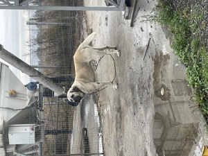 Vând kangal ( ciobănesc turcesc ) - imagine 2