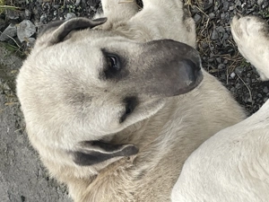 Vând kangal ( ciobănesc turcesc )