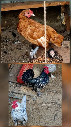 Vand Fazani, Gaini pitice Lemon mii de flori, Sebright si Turturele - imagine 5