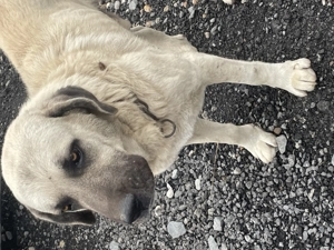 Vând kangal ( ciobănesc turcesc ) - imagine 3