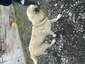 Vând kangal ( ciobănesc turcesc ) - imagine 4