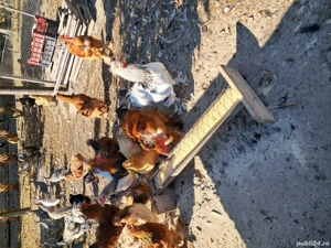 Brahma si metisi - imagine 2 Brahma si metisi - imagine 2