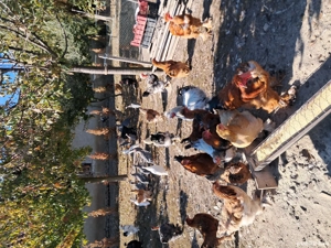 Brahma si metisi - imagine 3 Brahma si metisi - imagine 3