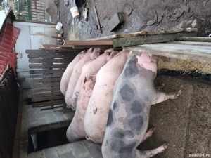 porci de vânzare 