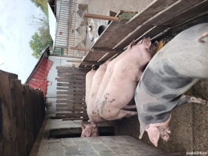 porci de vânzare  - imagine 2