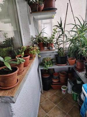 Apartament 4 camere, zona steaua etaj 1  - imagine 10