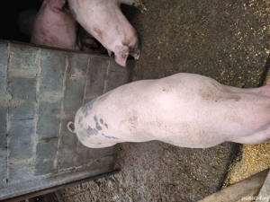 porci de vânzare   - imagine 2