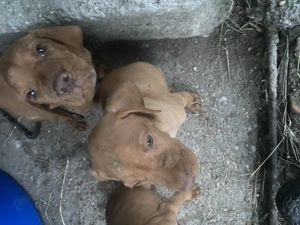 Vijla maghiara. Disponibili 3 baieti si 3 fete