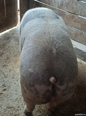 vand porc pietrain belgian 200kg