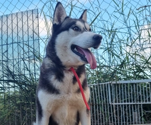 Catea Husky siberian .