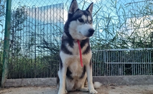 Catea Husky siberian . - imagine 4 Catea Husky siberian . - imagine 4