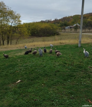 bibilici colorate de  vânzare  - imagine 2 bibilici colorate de  vânzare  - imagine 2