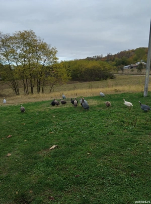 bibilici colorate de  vânzare  - imagine 4 bibilici colorate de  vânzare  - imagine 4