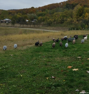 bibilici colorate de  vânzare 