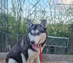 Catea Husky siberian . - imagine 3 Catea Husky siberian . - imagine 3