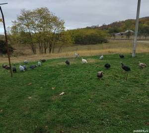 bibilici colorate de  vânzare  - imagine 5 bibilici colorate de  vânzare  - imagine 5