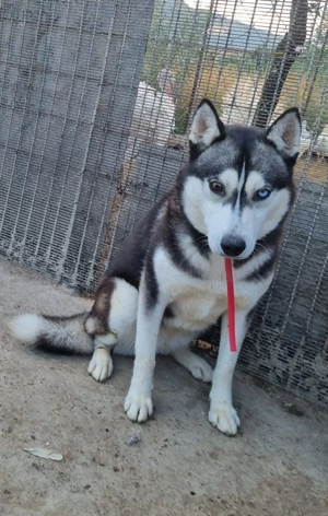 Catea Husky siberian . - imagine 2 Catea Husky siberian . - imagine 2