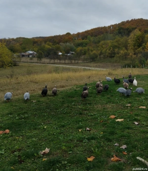 bibilici colorate de  vânzare  - imagine 3 bibilici colorate de  vânzare  - imagine 3