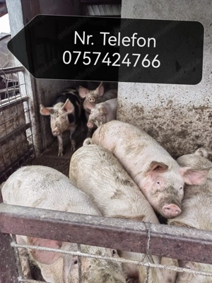 Vând porci cu greutăți cuprinse între 30-350 kg 