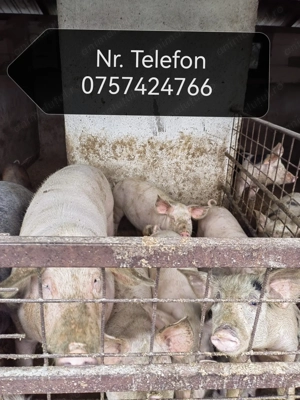 Vând porci cu greutăți cuprinse între 30-350 kg  - imagine 2