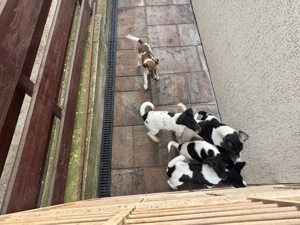 Vand Fox Terrer - imagine 3