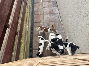 Vand Fox Terrer - imagine 2