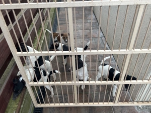 Vand Fox Terrer - imagine 5