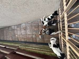 Vand Fox Terrer - imagine 4