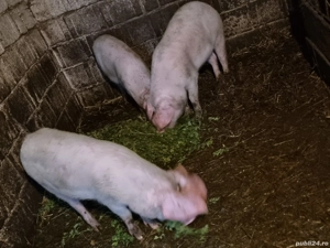 doi soldani de vanzare 380 bucata - imagine 2 doi soldani de vanzare 380 bucata - imagine 2