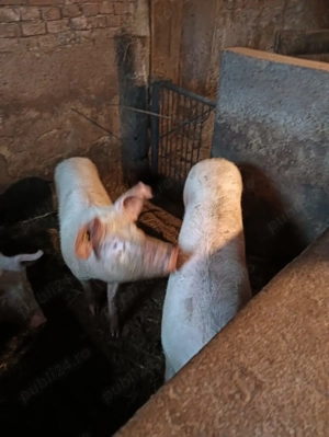 Vand porci de carne rasa marele alb - imagine 2 Vand porci de carne rasa marele alb - imagine 2