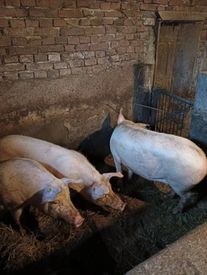 Vand porci de carne rasa marele alb