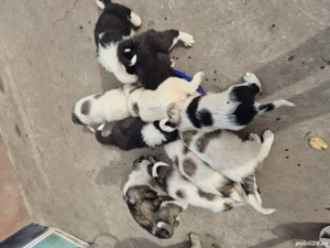 Ciobănești de Bucovina - imagine 4 Ciobănești de Bucovina - imagine 4