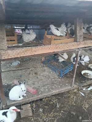 porubei infoiati ,jucatori