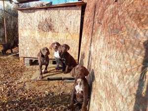 Pui Brac german  - imagine 2 Pui Brac german  - imagine 2