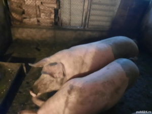 porci vanzare bio - imagine 2