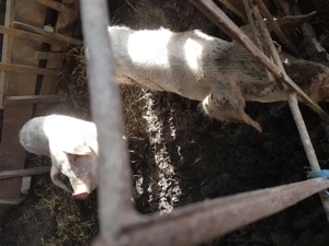 Soldani  de vînzare