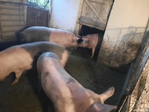 porci vanzare bio - imagine 4