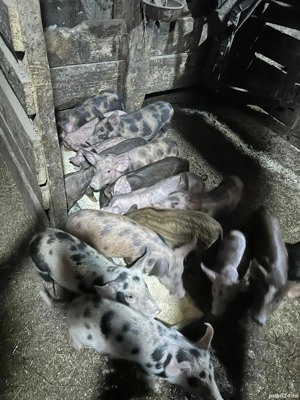 Purceii de vanzare  - imagine 4