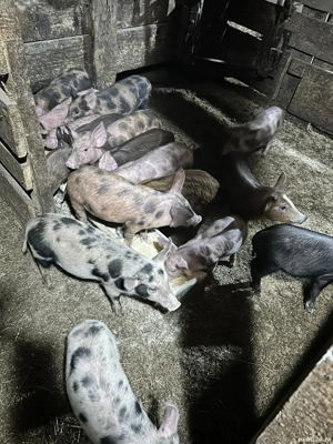 Purceii de vanzare  - imagine 5