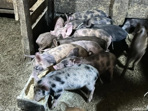 Purceii de vanzare  - imagine 3