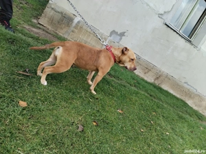 catea amstaff  - imagine 2 catea amstaff  - imagine 2