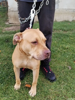 catea amstaff  - imagine 3 catea amstaff  - imagine 3