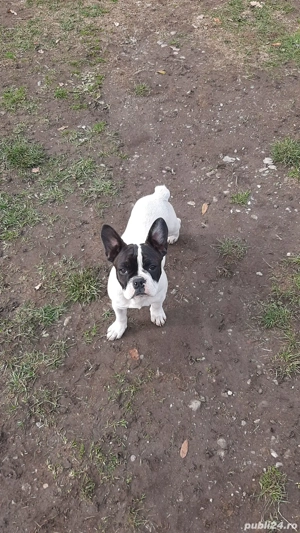 buldog francez rasa pura